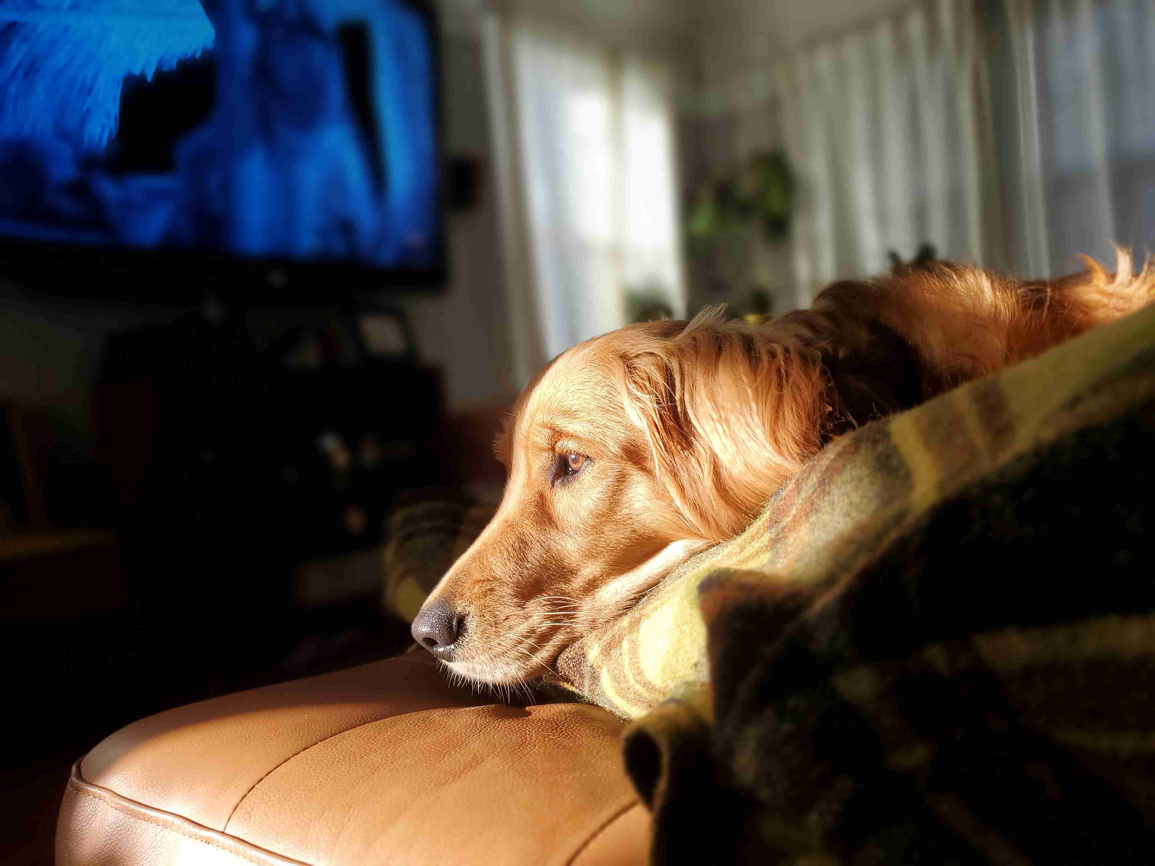 Golden Retrievers and Kidney Disease: Understanding the Signs and Symptoms